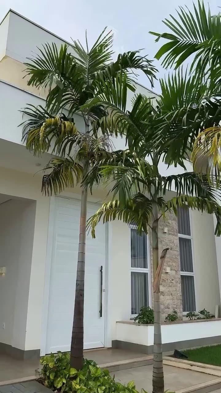 Fachada da casa no Parque dos Ipês, com revestimento em pedra e palmeiras na entrada